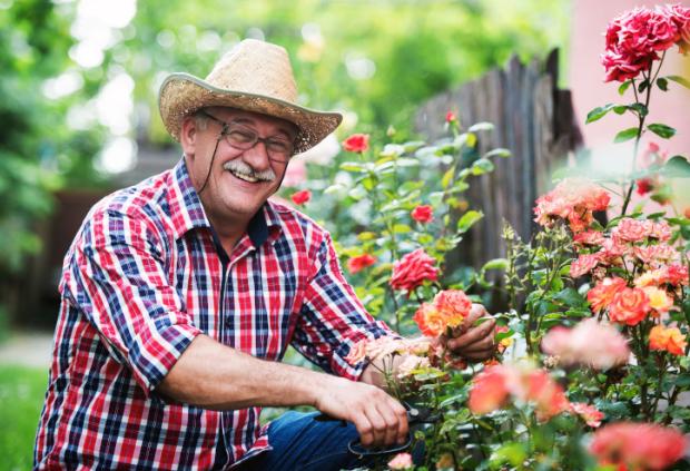 A man smiles while tending his rose garden