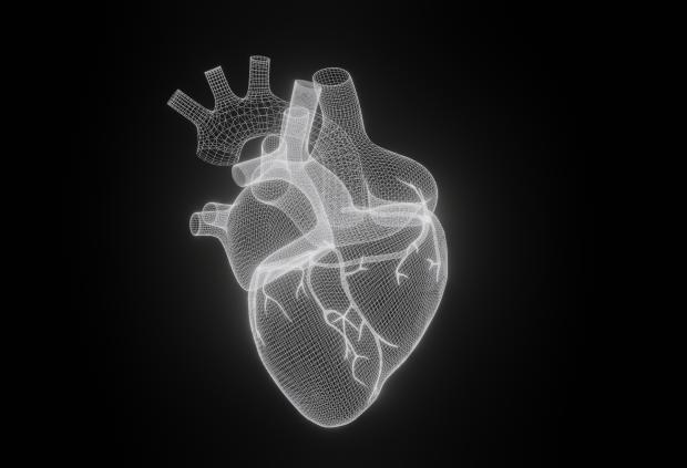 3D illustration of adult human heart in white against a black background