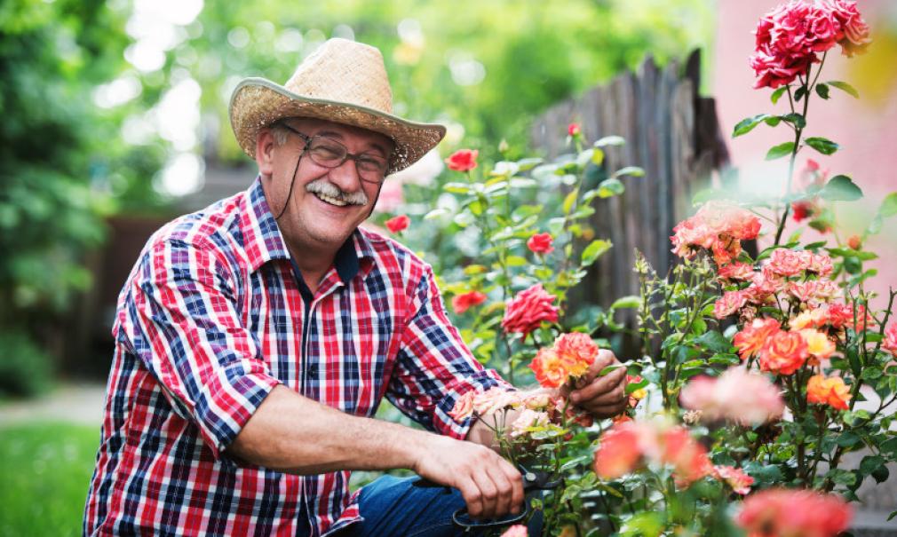 A man smiles while tending his rose garden