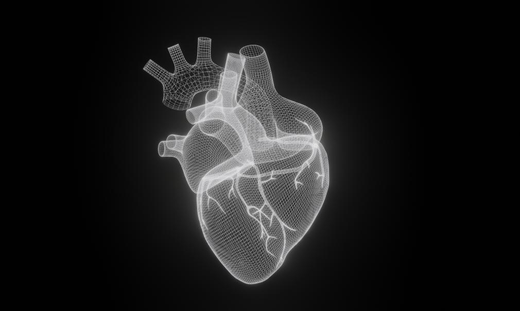 3D illustration of adult human heart in white against a black background