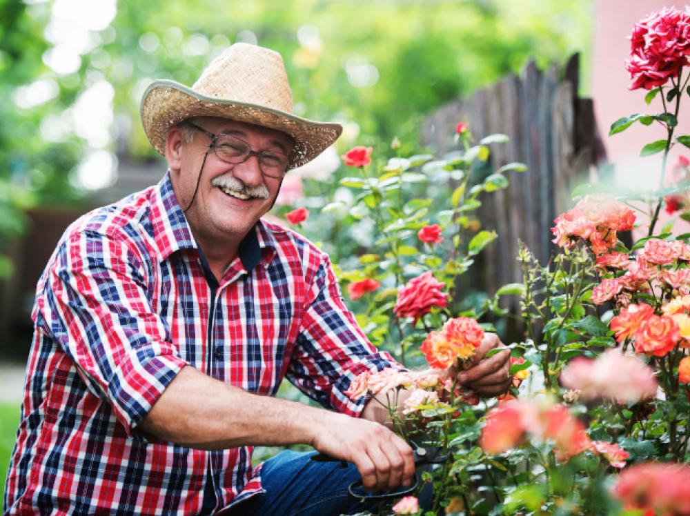 A man smiles while tending his rose garden